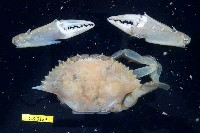 藏品(遠海梭子蟹)的圖片